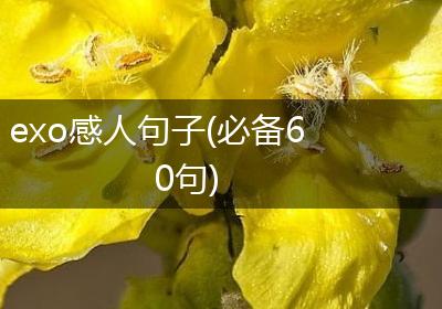 exo感人句子(必备60句)