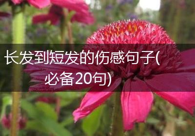 长发到短发的伤感句子(必备20句)