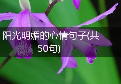 阳光明媚的心情句子(共50句)