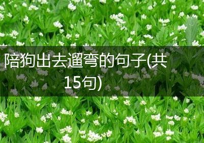 陪狗出去遛弯的句子(共15句)