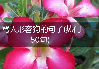骂人形容狗的句子(热门50句)