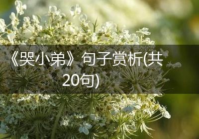 《哭小弟》句子赏析(共20句)
