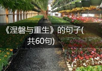 《涅磐与重生》的句子(共60句)