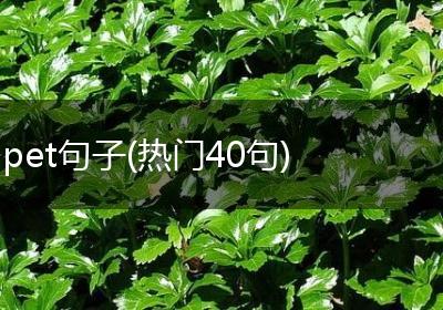 pet句子(热门40句)