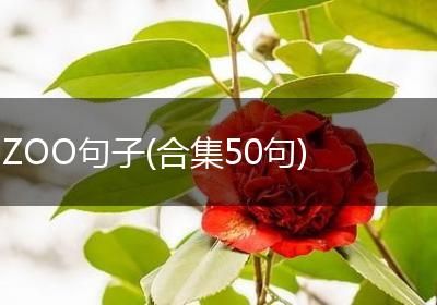 ZOO句子(合集50句)