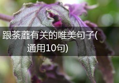 跟荼蘼有关的唯美句子(通用10句)