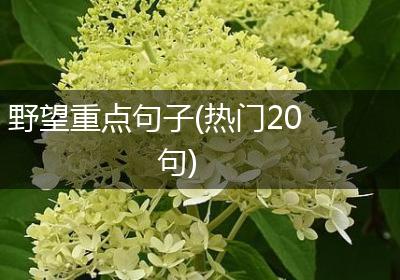 野望重点句子(热门20句)