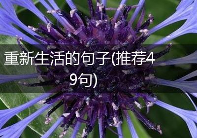 重新生活的句子(推荐49句)