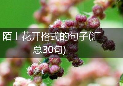 陌上花开格式的句子(汇总30句)