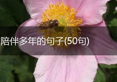 陪伴多年的句子(50句)
