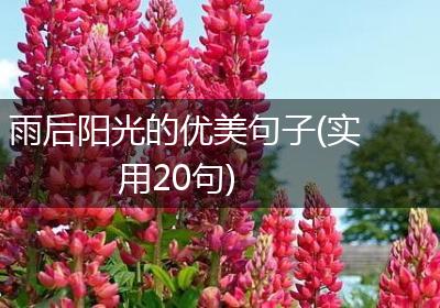 雨后阳光的优美句子(实用20句)