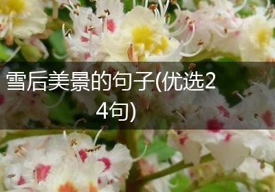 雪后美景的句子(优选24句)