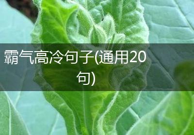 霸气高冷句子(通用20句)