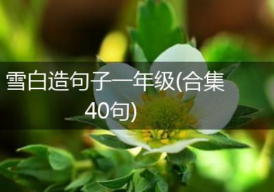 雪白造句子一年级(合集40句)