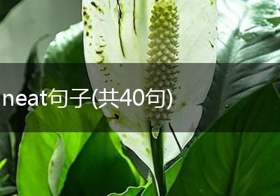 neat句子(共40句)