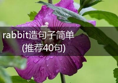 rabbit造句子简单(推荐40句)