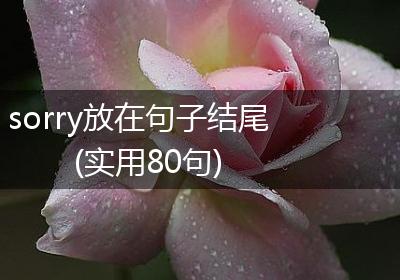 sorry放在句子结尾(实用80句)