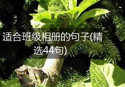 适合班级相册的句子(精选44句)