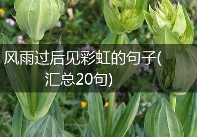 风雨过后见彩虹的句子(汇总20句)