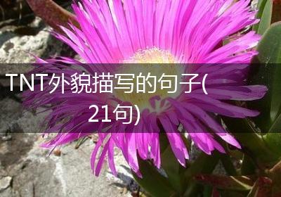 TNT外貌描写的句子(21句)