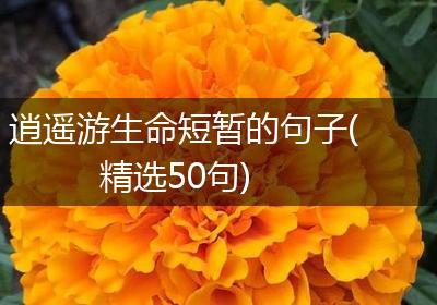 逍遥游生命短暂的句子(精选50句)
