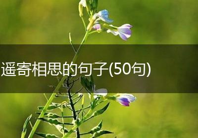 遥寄相思的句子(50句)