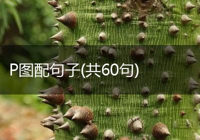 P图配句子(共60句)