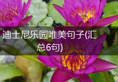 迪士尼乐园唯美句子(汇总6句)