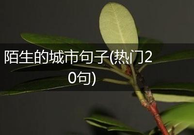 陌生的城市句子(热门20句)