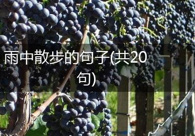 雨中散步的句子(共20句)