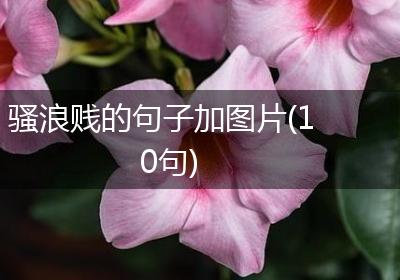 骚浪贱的句子加图片(10句)