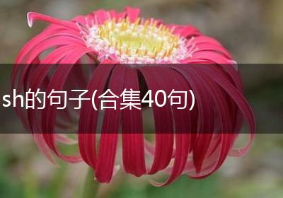 sh的句子(合集40句)