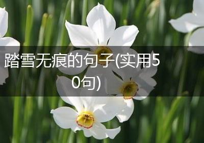 踏雪无痕的句子(实用50句)