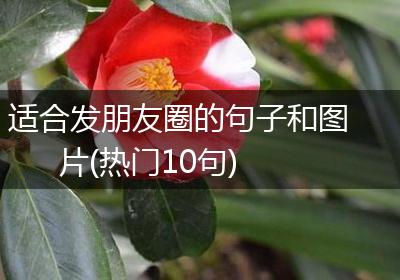 适合发朋友圈的句子和图片(热门10句)