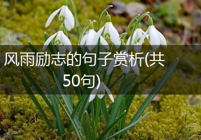风雨励志的句子赏析(共50句)