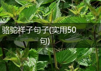 骆驼祥子句子(实用50句)