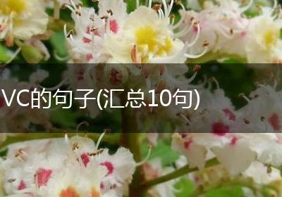 VC的句子(汇总10句)
