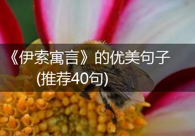 《伊索寓言》的优美句子(推荐40句)