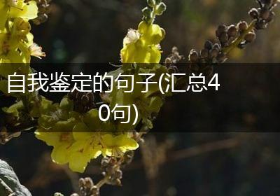 自我鉴定的句子(汇总40句)