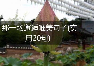 那一场邂逅唯美句子(实用20句)