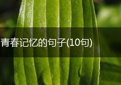 青春记忆的句子(10句)
