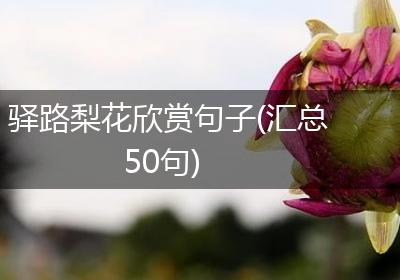 驿路梨花欣赏句子(汇总50句)
