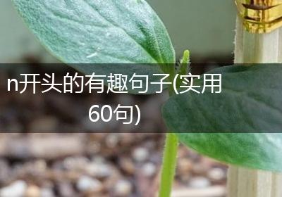 n开头的有趣句子(实用60句)