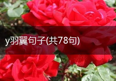 y羽翼句子(共78句)