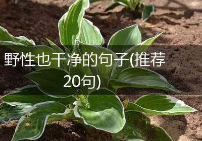 野性也干净的句子(推荐20句)