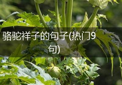 骆驼祥子的句子(热门9句)