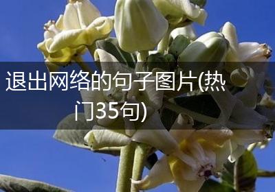 退出网络的句子图片(热门35句)