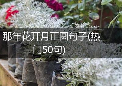 那年花开月正圆句子(热门50句)