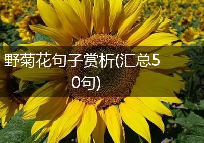 野菊花句子赏析(汇总50句)