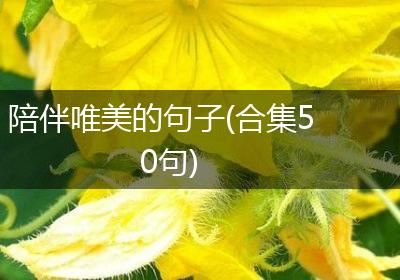 陪伴唯美的句子(合集50句)